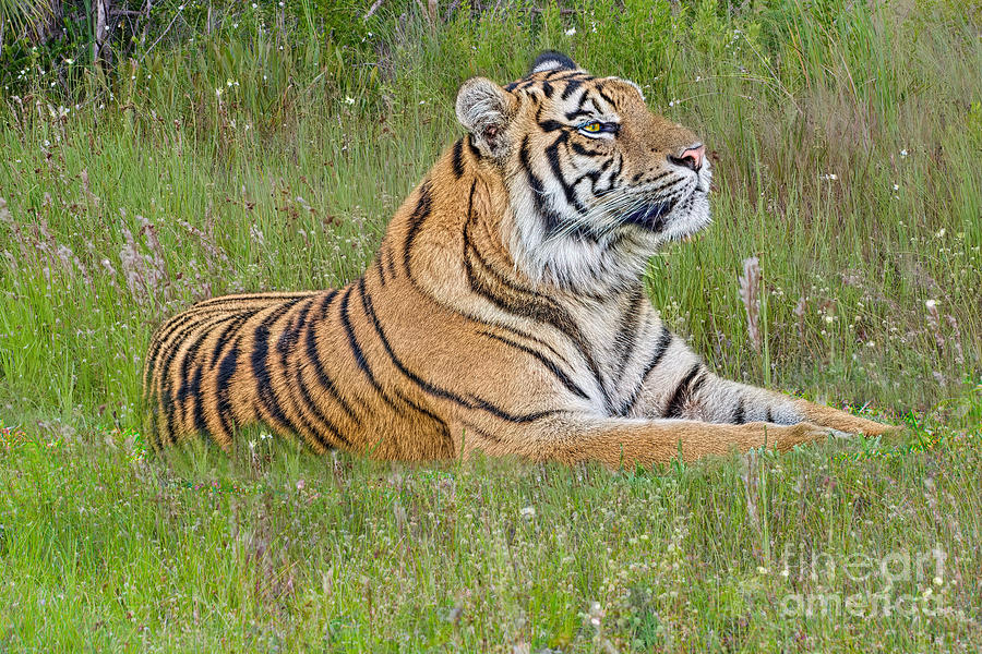 Tiger and the Meadow Photograph by Judy Kay