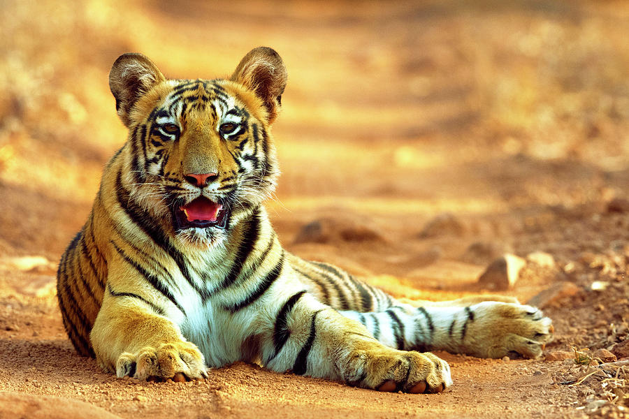 Tiger, Animal, Forest Photograph by Ankur Moitra - Fine Art America