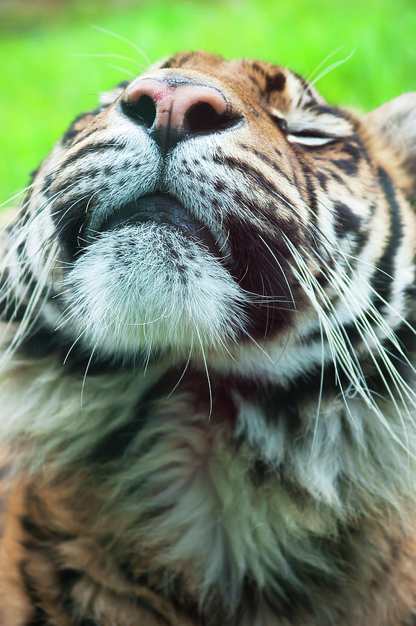 Wildlife Photograph - Tiger by Anna Kluba