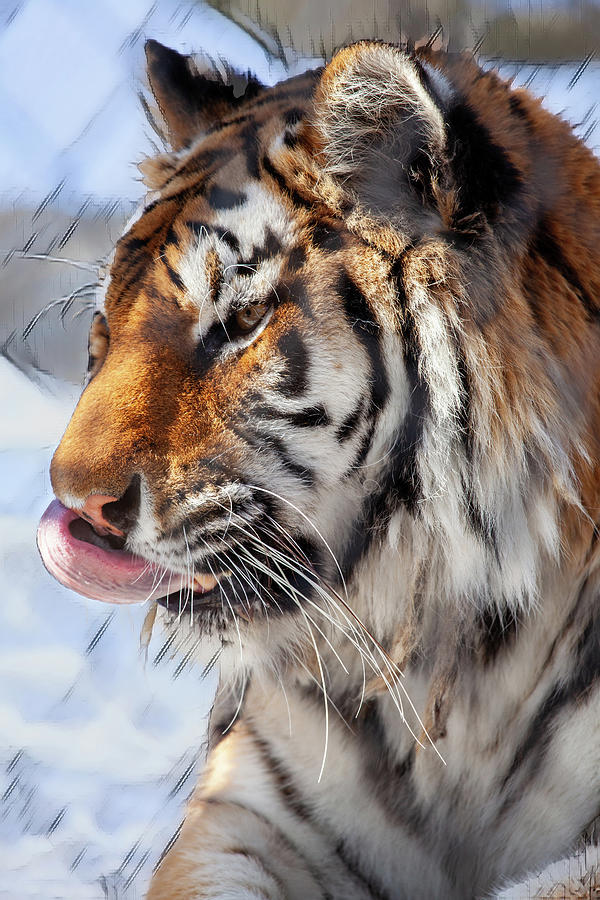 Tiger Art Photograph by Karol Livote