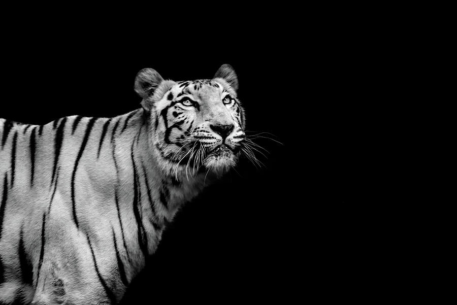 Tiger art photography Photograph by Bisakha Datta - Fine Art America