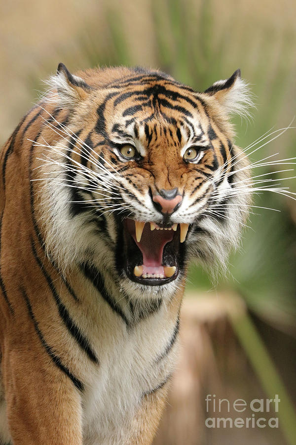 Wildlife Photograph - Tiger Attack by Melanie Kowasic
