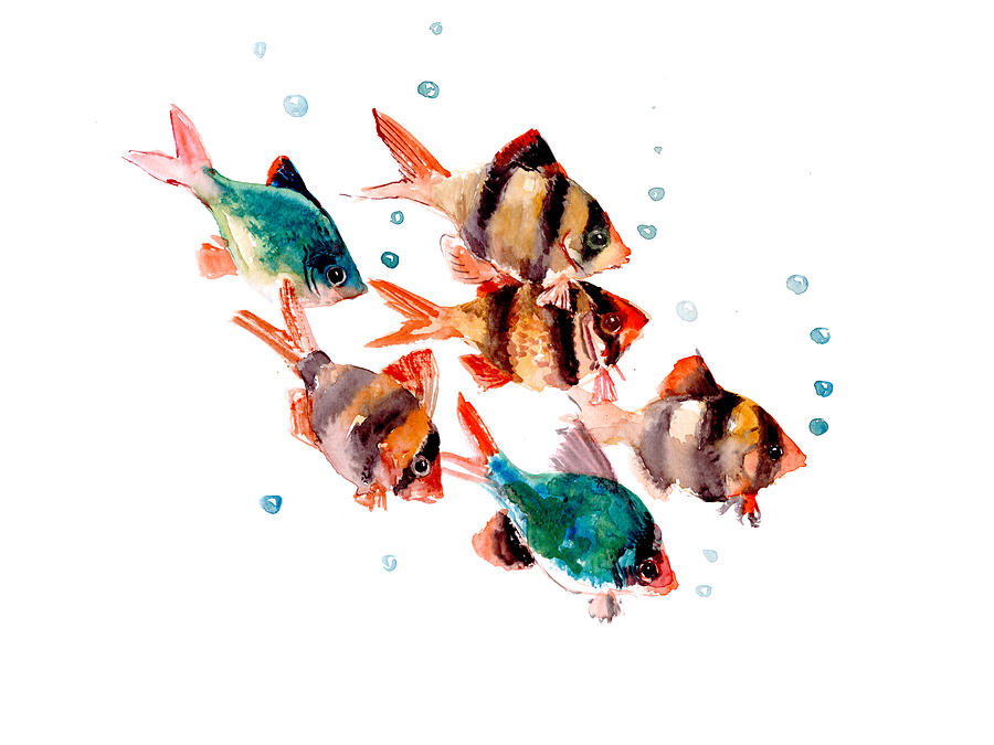 Tiger Barb Aquarium Fish Painting by Suren Nersisyan