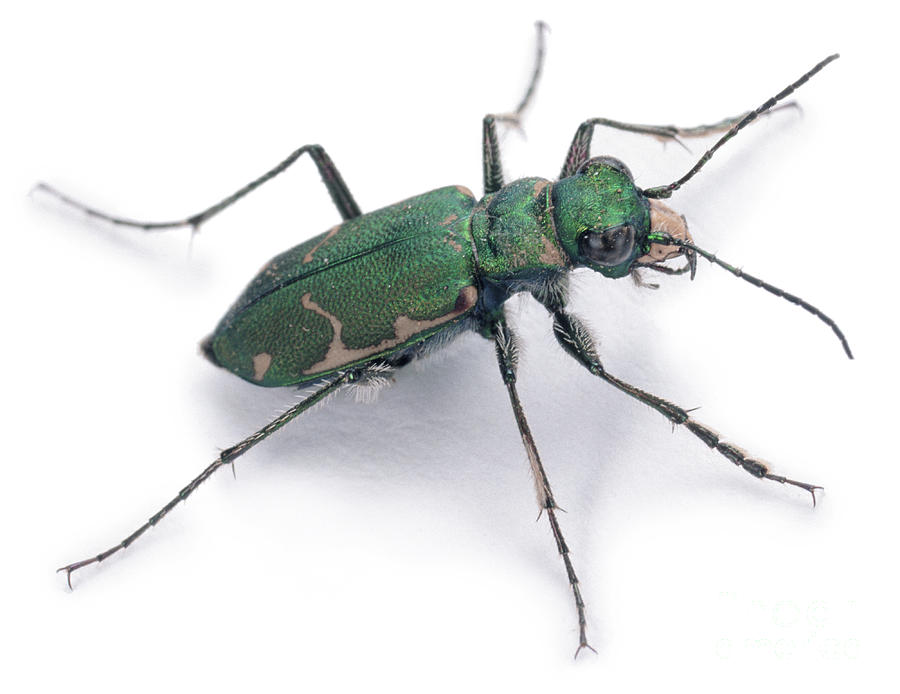 Tiger Beetle Photograph by Warren Photographic