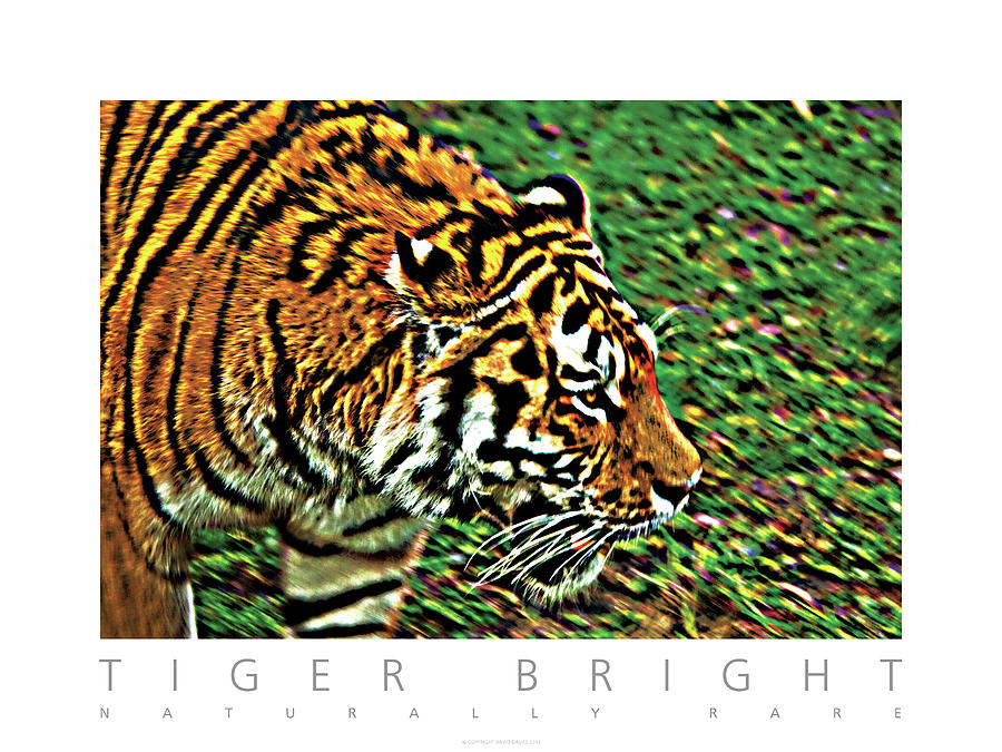 Tiger Bright  Naturally Rare Poster Photograph by David Davies