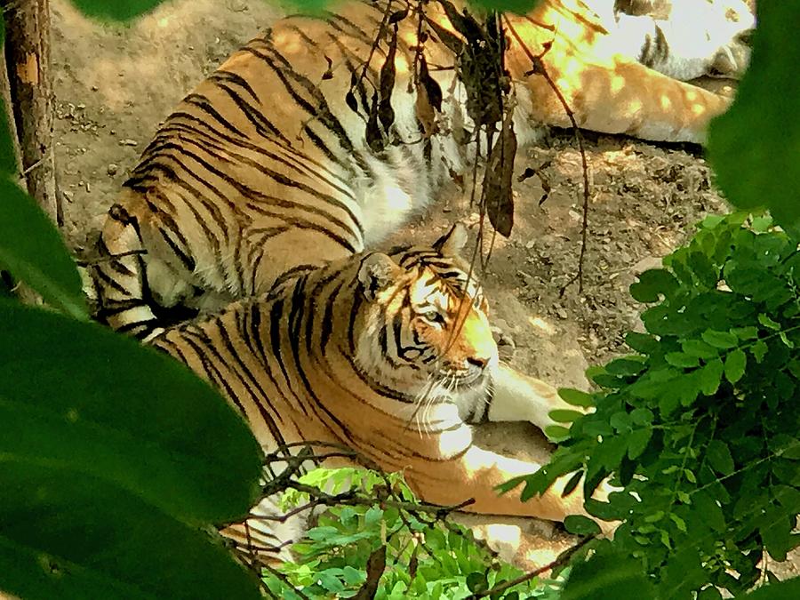 Tiger Buddies Photograph