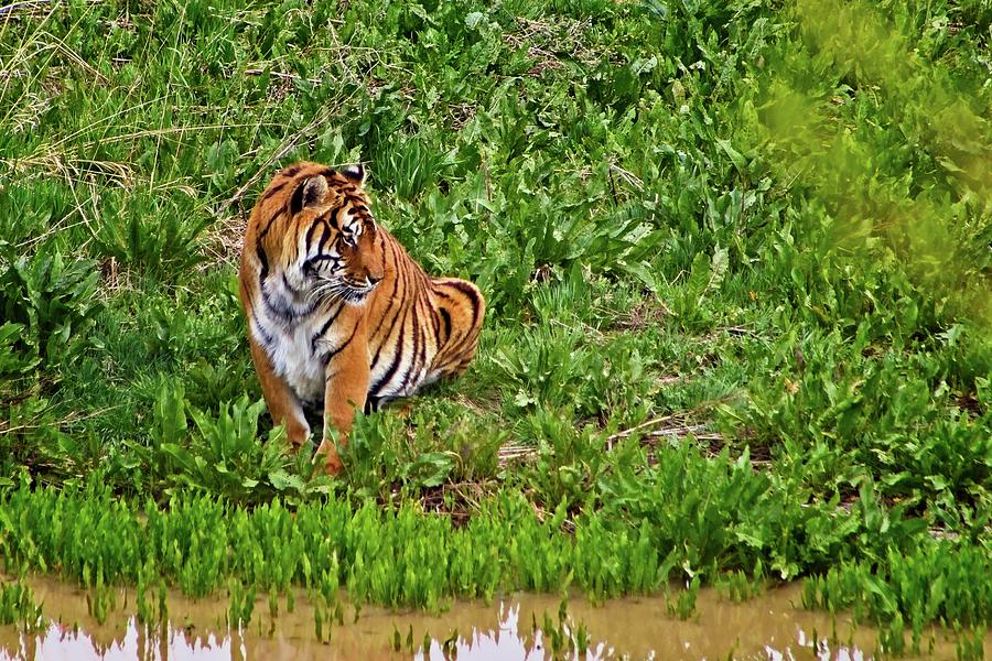 Tiger Taking A Drink #1 Photograph by Loren Gilbert | Fine Art America