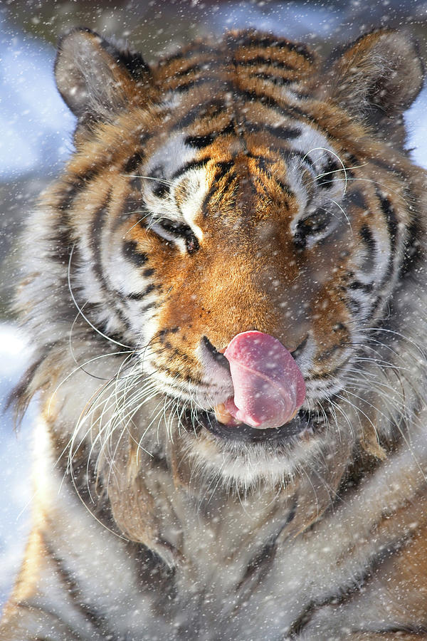 Tiger Catching Flurries Photograph by Karol Livote