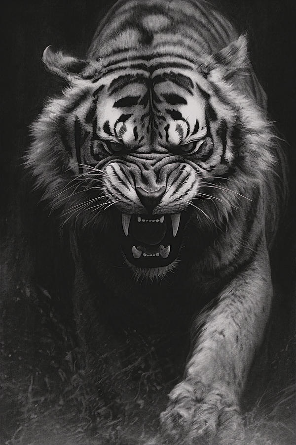 Wildlife Drawing - Tiger - Charcoal drawing by David Mohn