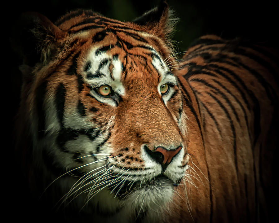 Tiger Photograph by Chris Boulton