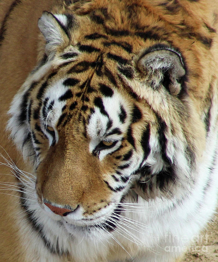 Tiger Closeup Photograph by Shirley Dutchkowski