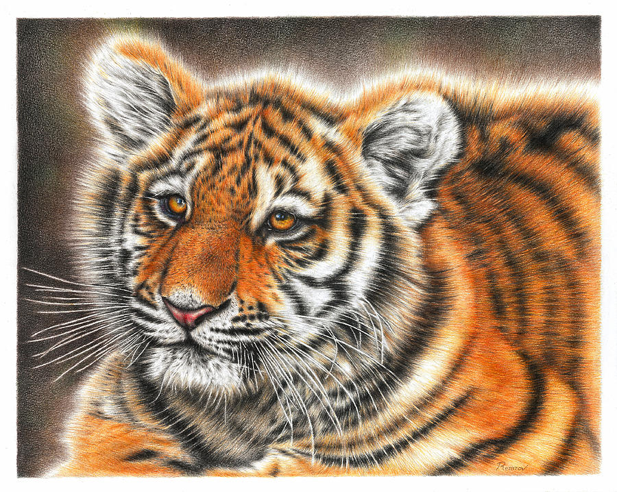 Tiger Cub Drawing by Casey Remrov Vormer