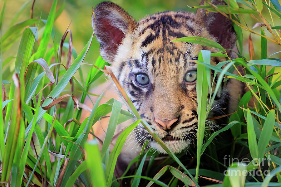 Tiger Cub Hiding in the Grass Photograph by Richard Smith