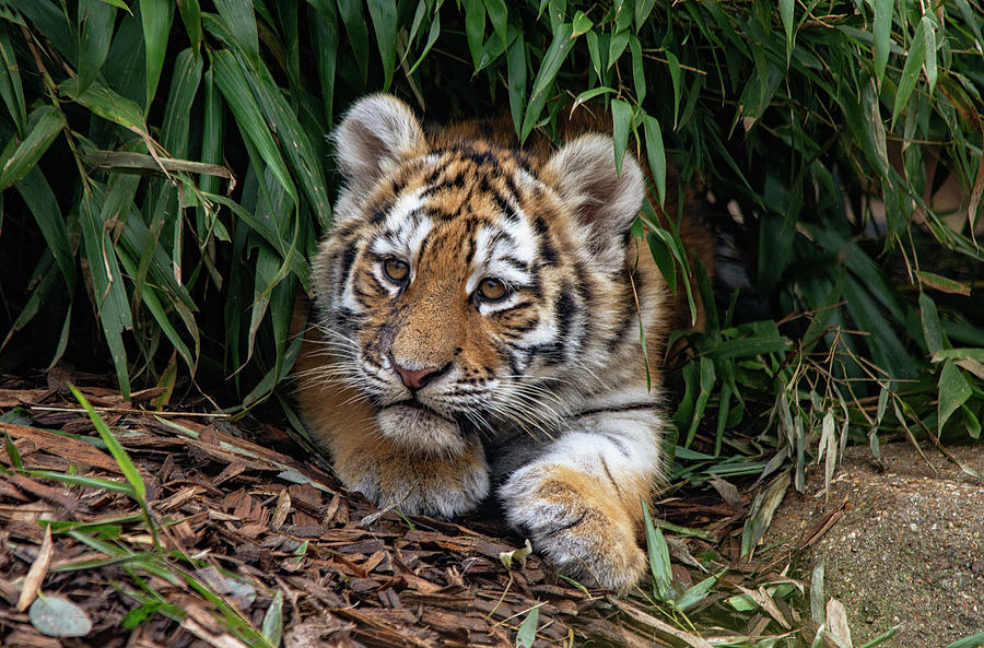 Tiger cub in the bushes Photograph by Gareth Parkes