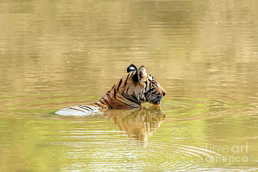Tiger cub in the water Photograph by Pravine Chester