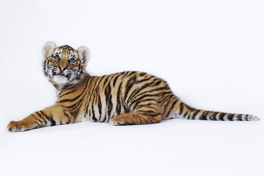 Tiger cub (Panthera tigris) lying down, against white background Photograph by Martin Harvey