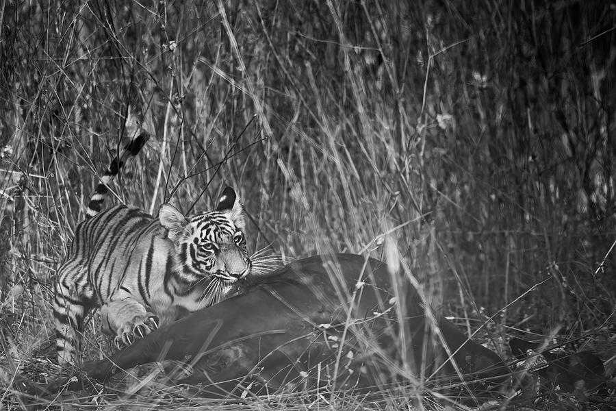 Tiger Cub with Cattle kill Photograph by Kiran Joshi