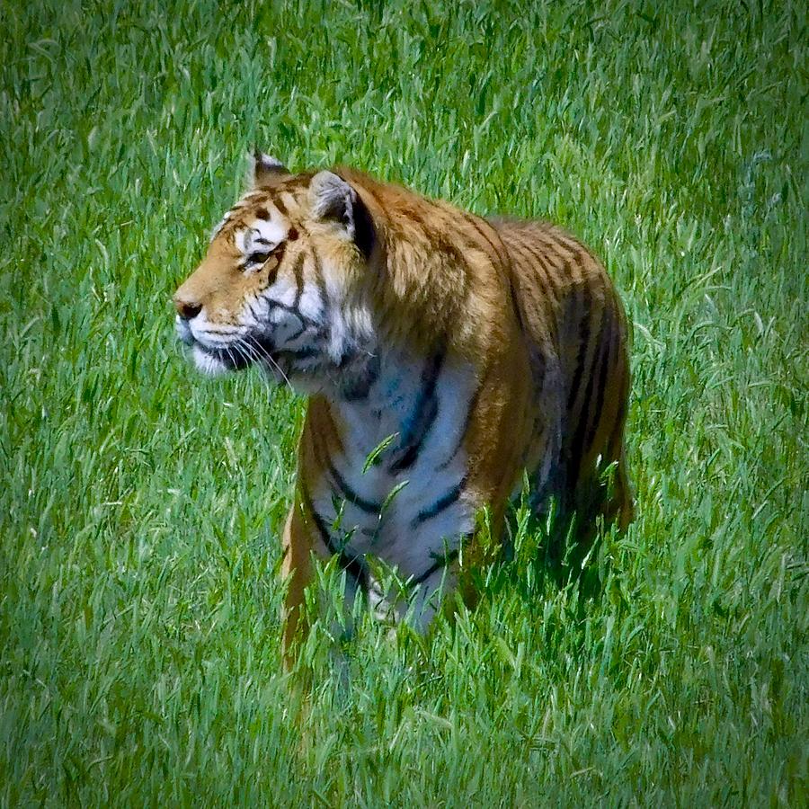 Tiger Photograph by Dan Miller