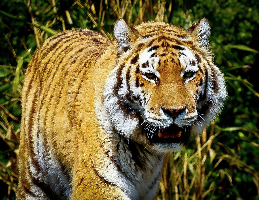 Tiger Photograph by David Morehead