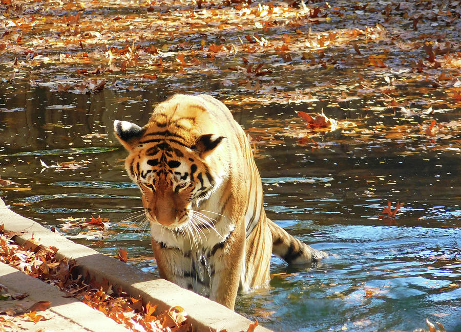 Tiger Dip Photograph by Emmy Marie Vickers