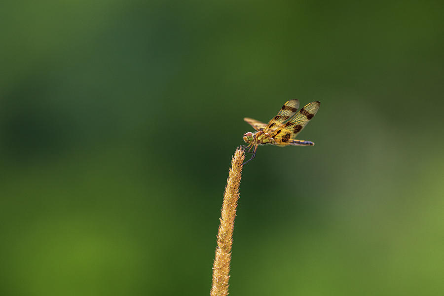 Tiger Dragonfly  Photograph by Amelia Pearn