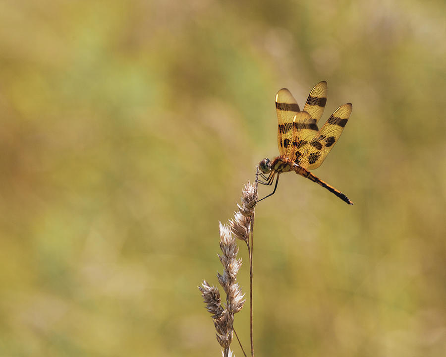 Tiger Dragonfly - Nature Photography Photograph by Amelia Pearn