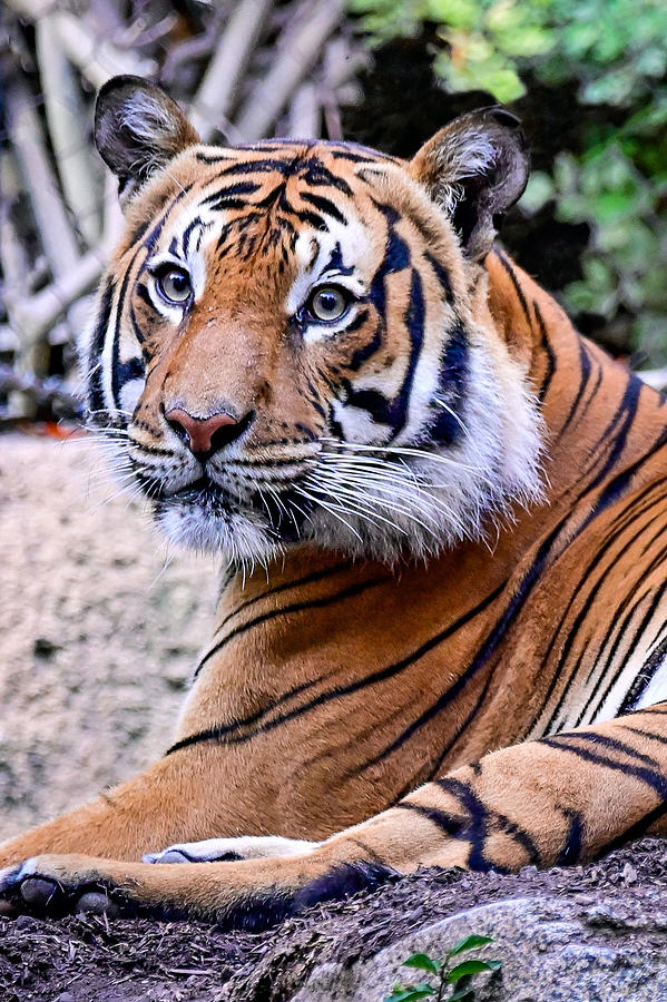 Tiger Photograph by Ed Stokes