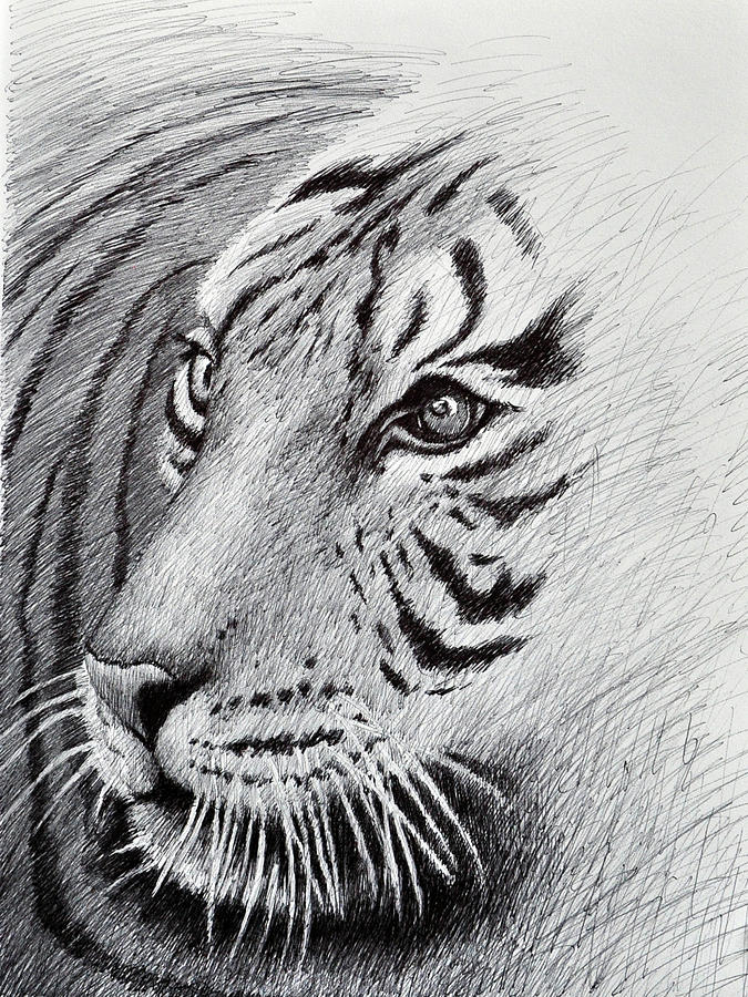Tiger Emerging Drawing by Rick Hansen