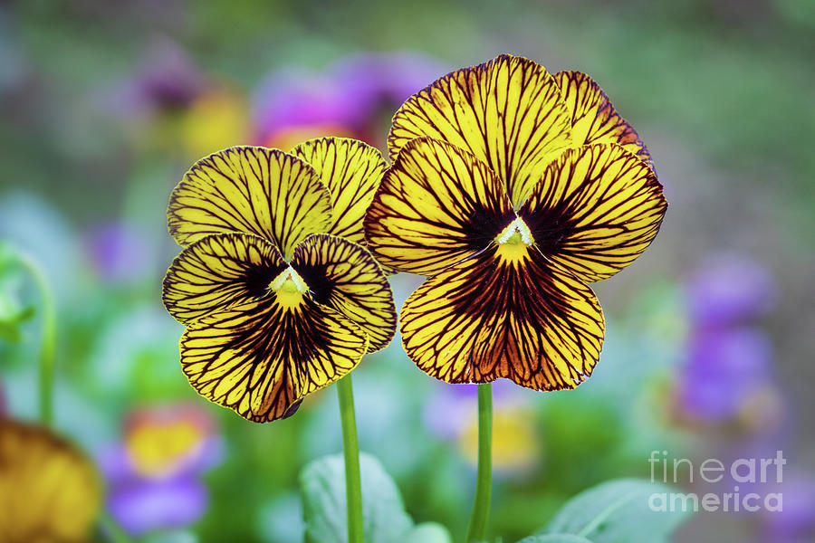 Tiger Eye Pansies Photograph by Mimi Ditchie