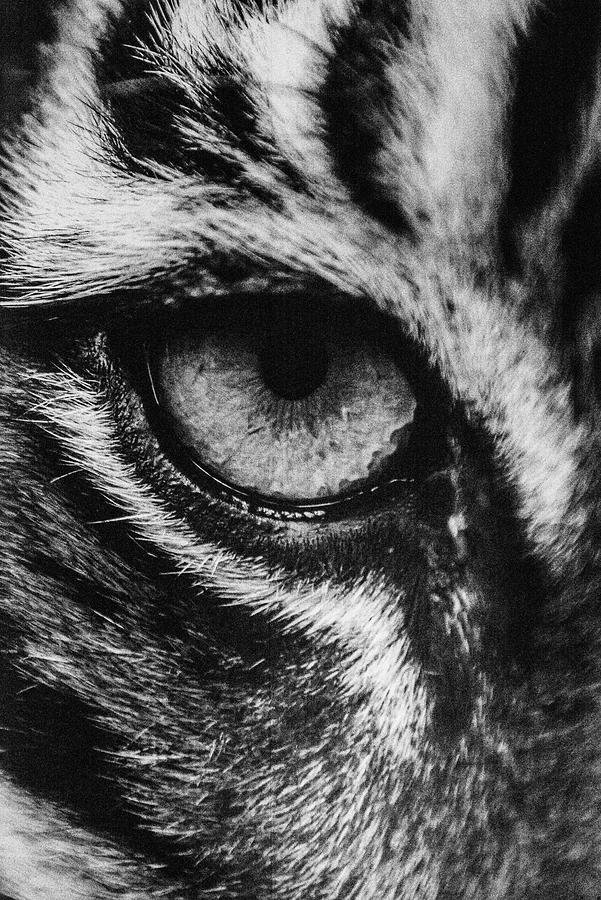Tiger Eye Photograph