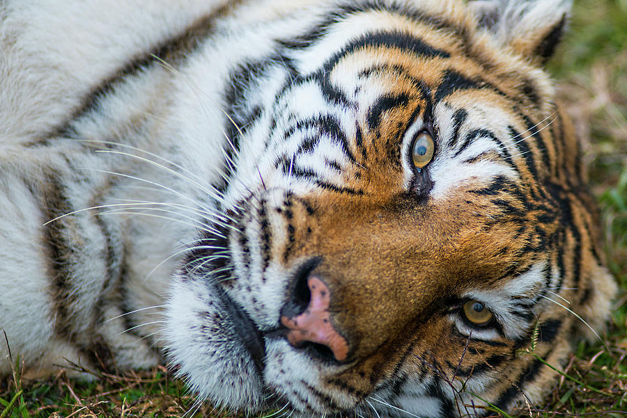 Tiger Face Photograph by Doug LaRue