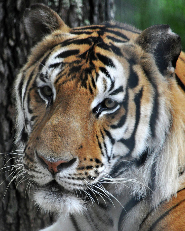 Tiger Face Photograph by Melissa Roe - Fine Art America