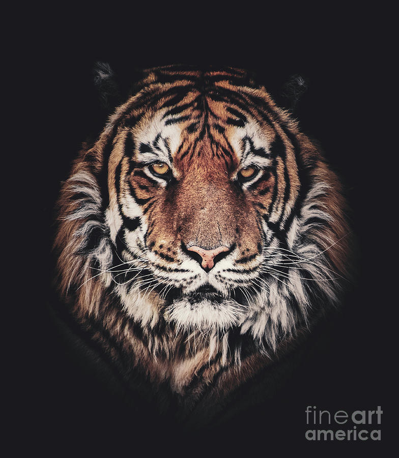 Tiger face portrait on black background Photograph by Michal Bednarek -  Pixels