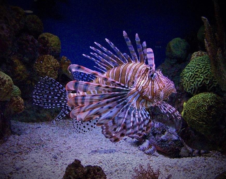 Tiger Fish in Aquarium Photograph by Rowan Fletcher-Gibbs | Pixels