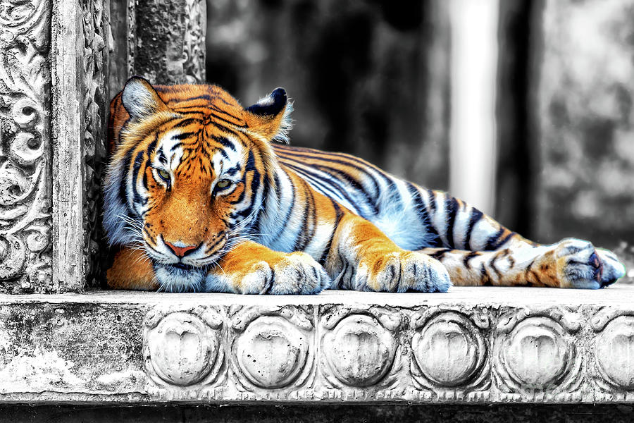 Wildlife Photograph - Tiger Fusion by John Rizzuto