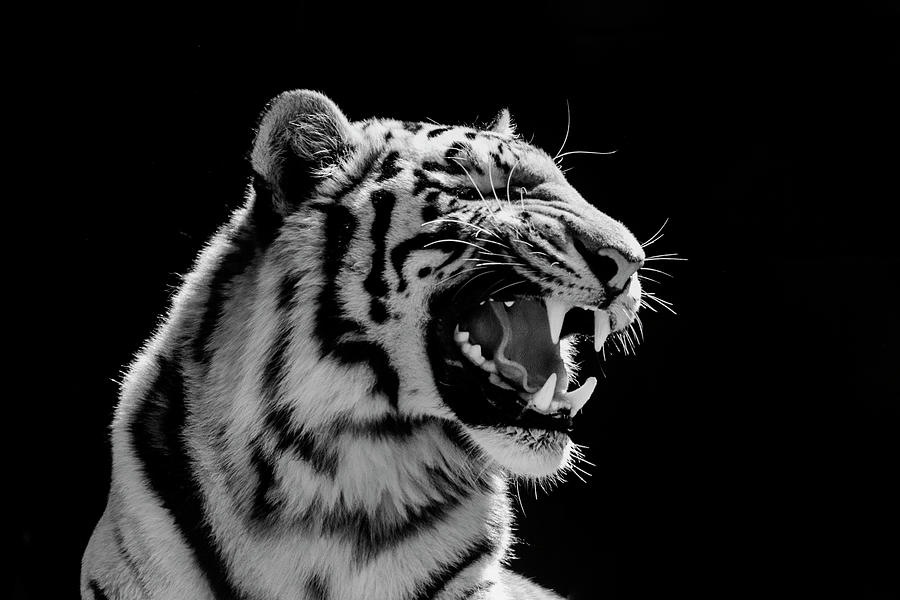 Tiger Growl Photograph