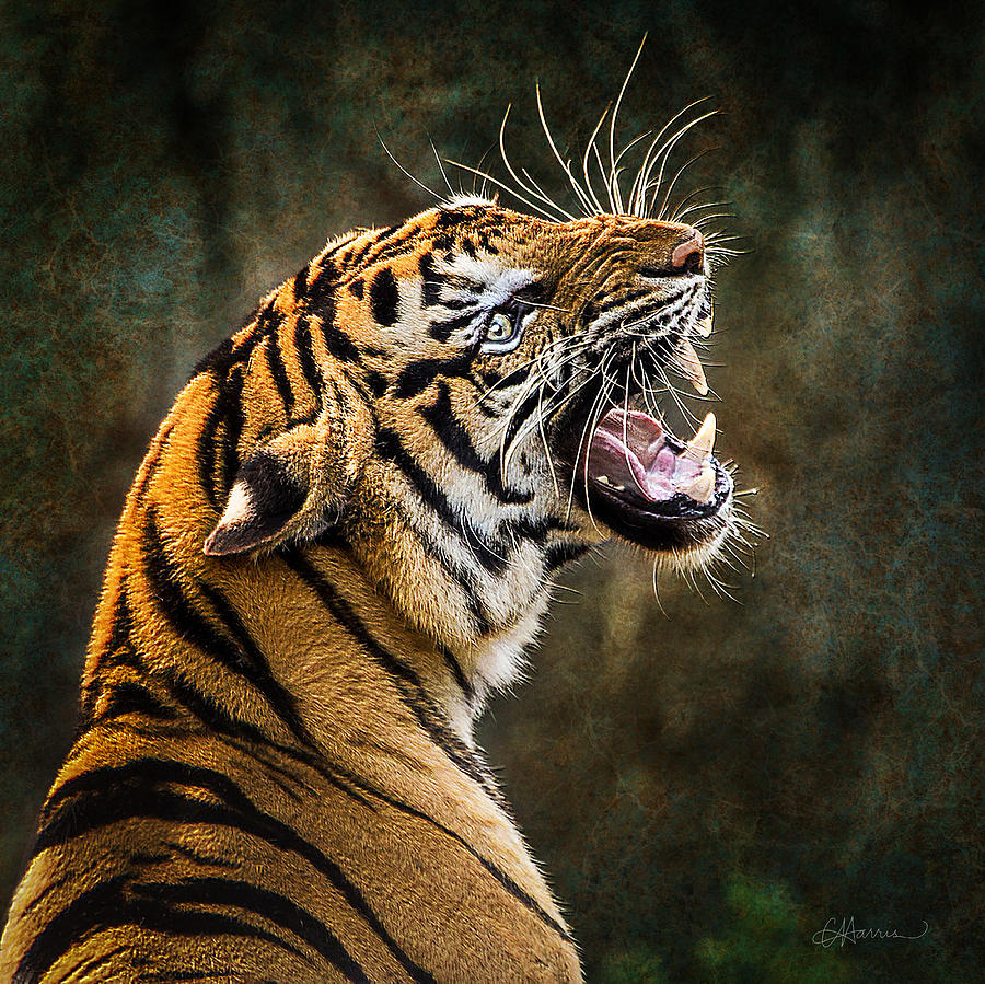 Tiger Growling Digital Art by Cindy Collier Harris