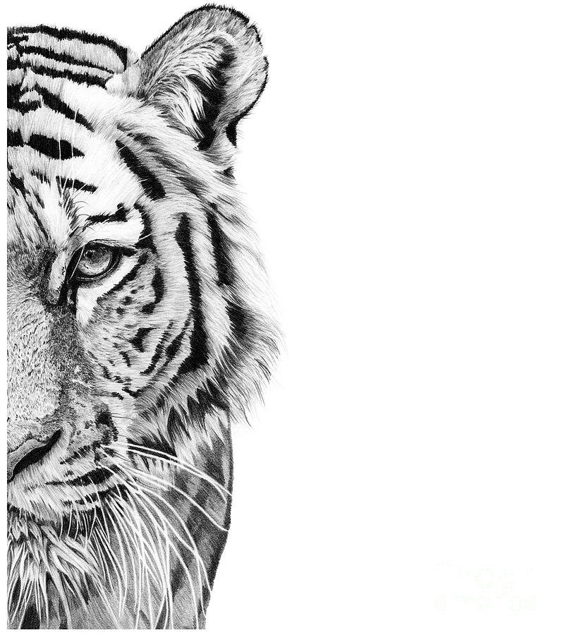 Tiger head drawing of a tiger