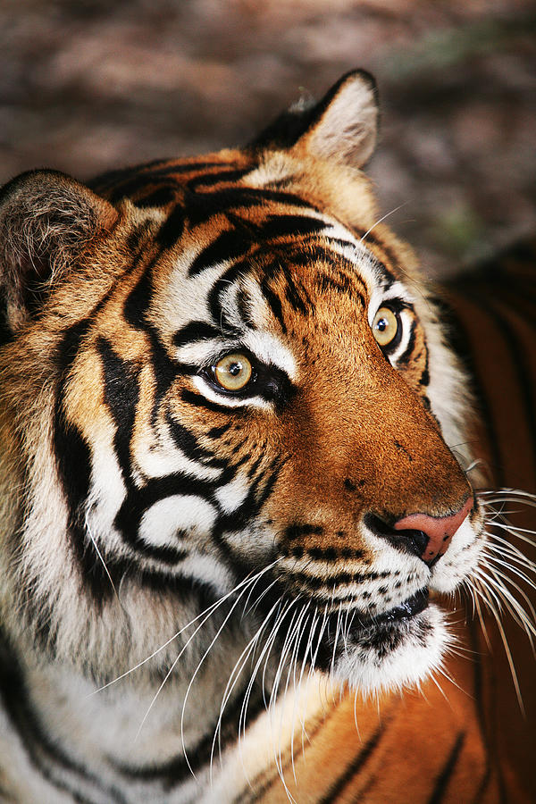 Tiger Headshot Photograph by Brad Barton