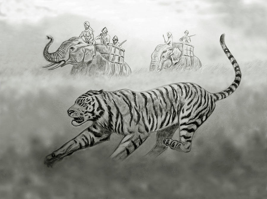 Tiger Hunting Drawing by Nicola Fusco - Pixels