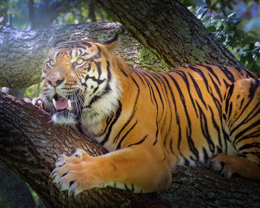 Tiger in a Tree Photograph by Mark Andrew Thomas