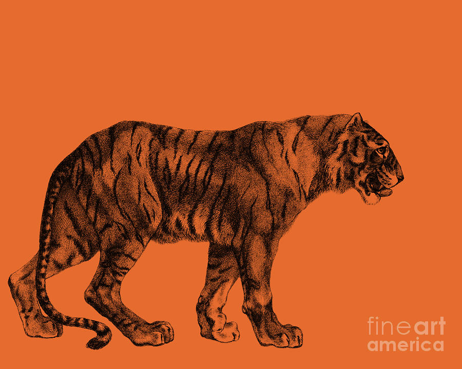 Wildlife Digital Art - Tiger In Black On Orange Background by Madame Memento