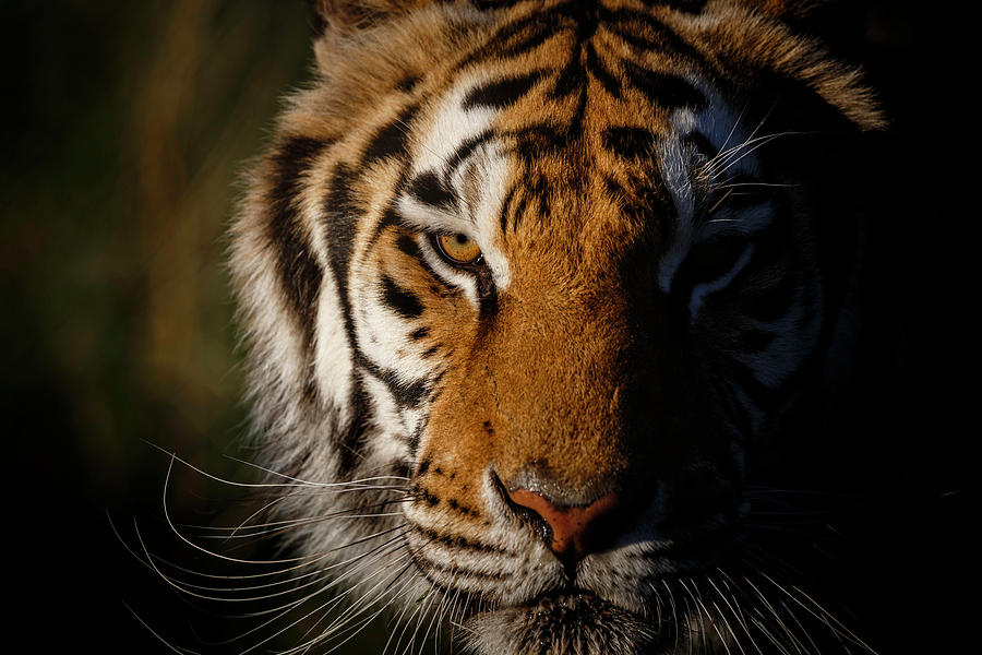 Tiger in Morning Light Photograph by Wes and Dotty Weber