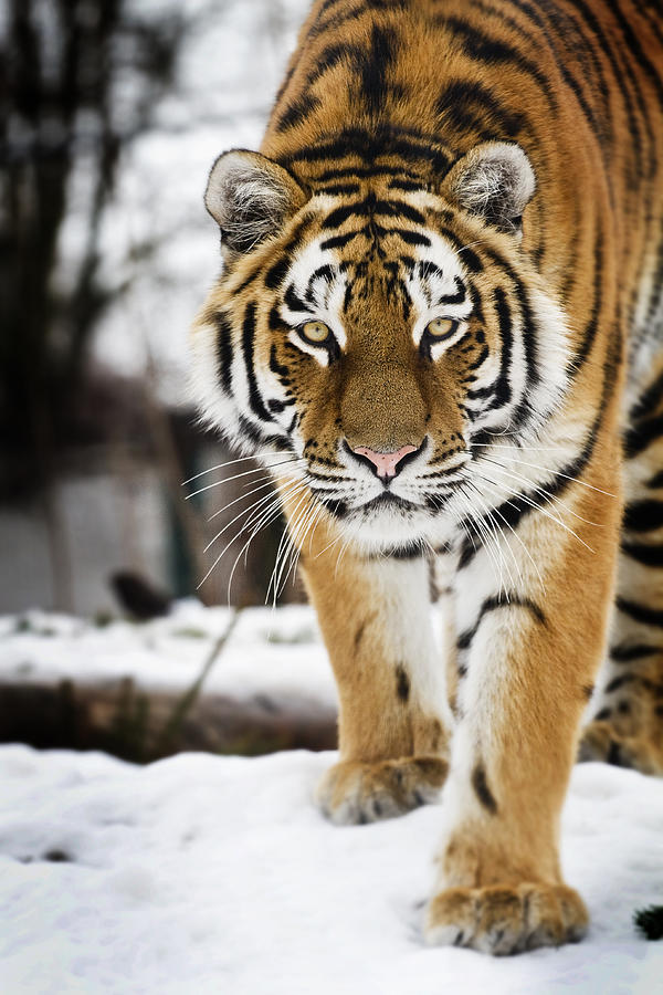 Tiger in snow Photograph by Geoffrey Gilson Photography