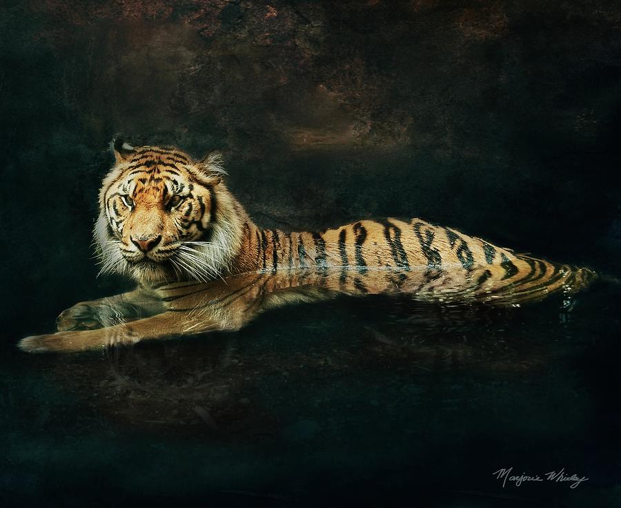 Tiger In Water Photograph by Marjorie Whitley