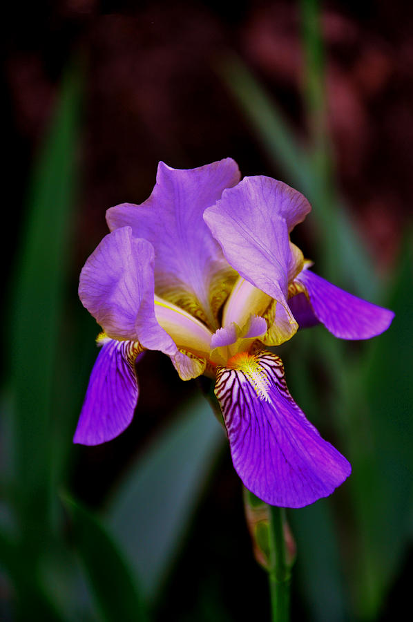 Tiger Iris #2 Photograph by Becca Thornblad - Pixels