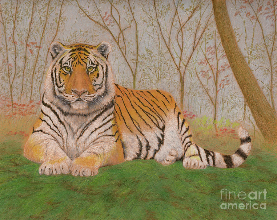 Tiger Drawing by Jackie Irwin