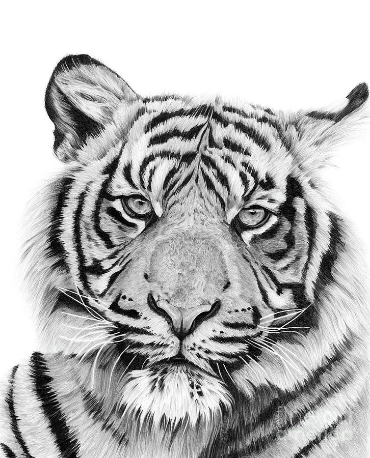 Tiger Drawing by Jessica Lebo | Fine Art America