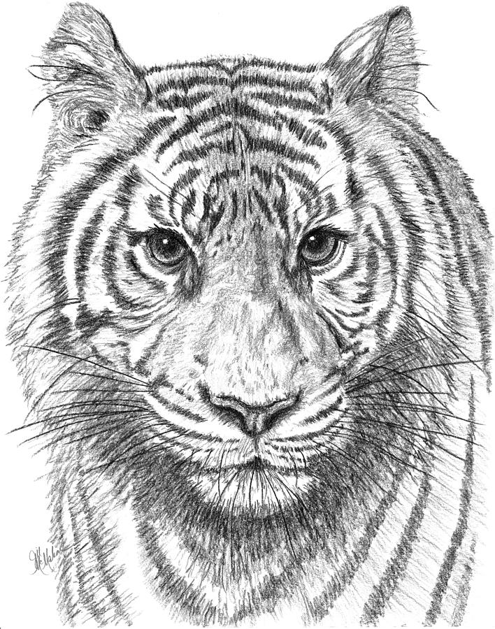 Tiger Drawing by Jill McMahon - Fine Art America