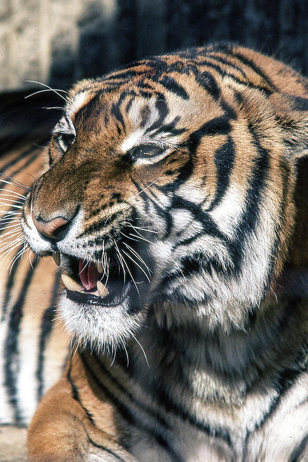 Tiger Photograph by Jim Mathis